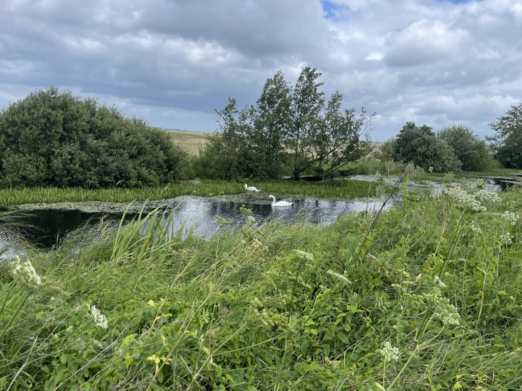 Blick auf einen kleinen See mit zwei Schwänen. Landschaft bei Worpswede. Gras im Vordergrund wird vom Wind zur Seite gedrückt.