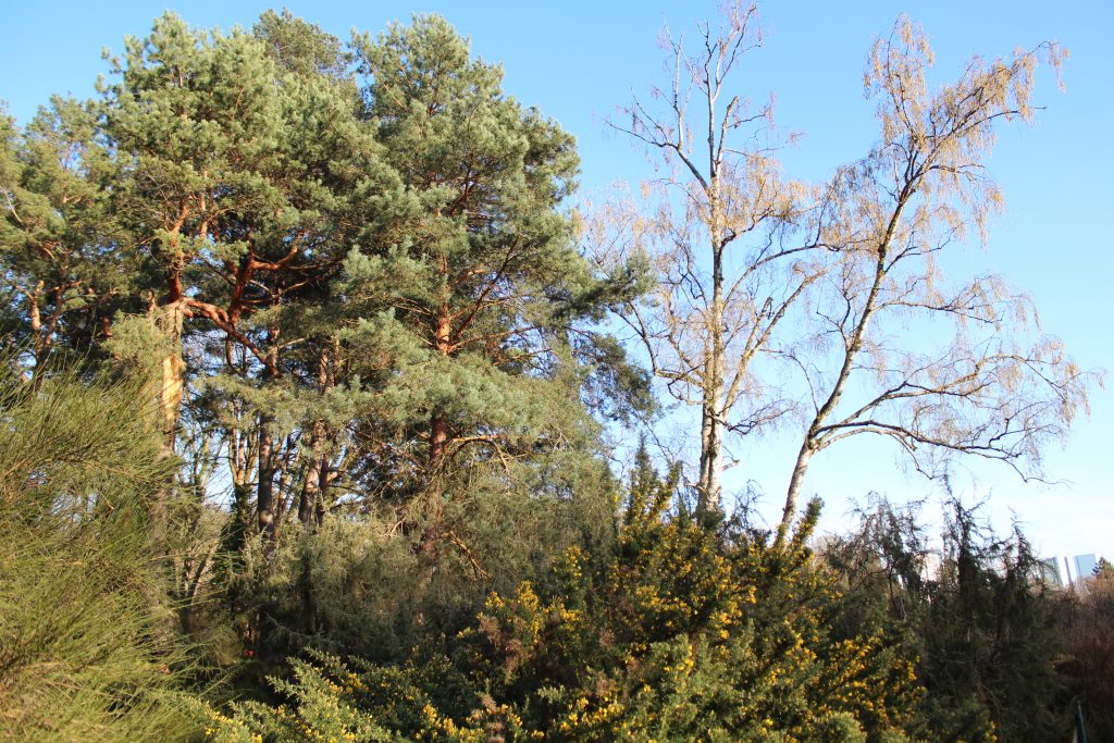 Verschiedene Bäume und Büsche, in den Zweigen, unsichtbar, Vögel.